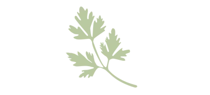 Green Cilantro Herb