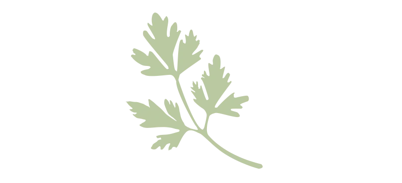 Green Cilantro Herb