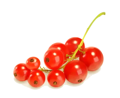 Fresh Red Currants on a Green Stem