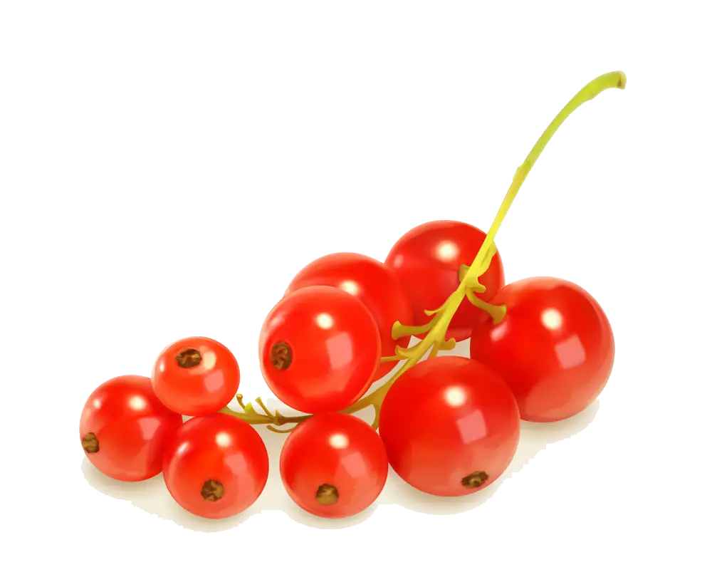 Fresh Red Currants on a Green Stem