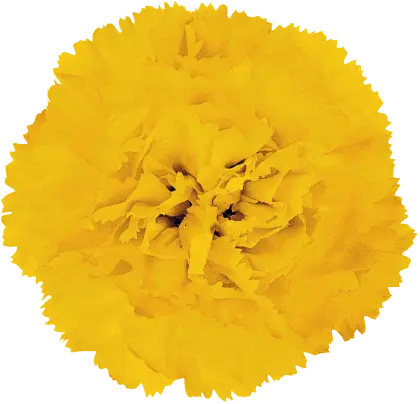 Bright Yellow Carnation Flower Image