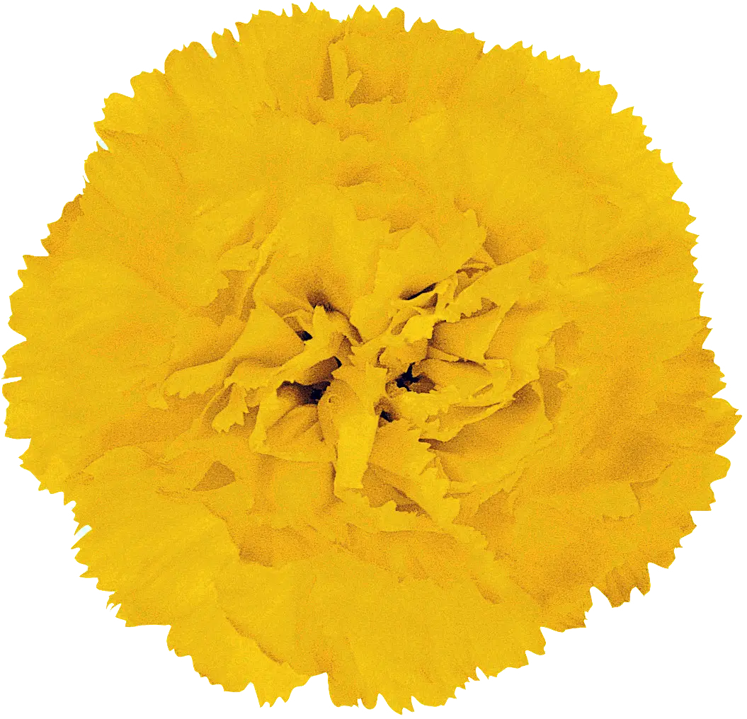 Bright Yellow Carnation Flower Image
