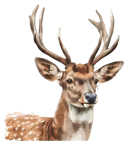 Deer Portrait Illustration