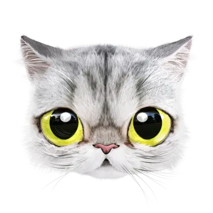 Cute Cat with Big Eyes