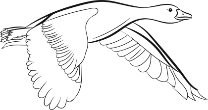 Line Drawing of a Flying Bird