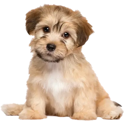 Cute Puppy Sitting