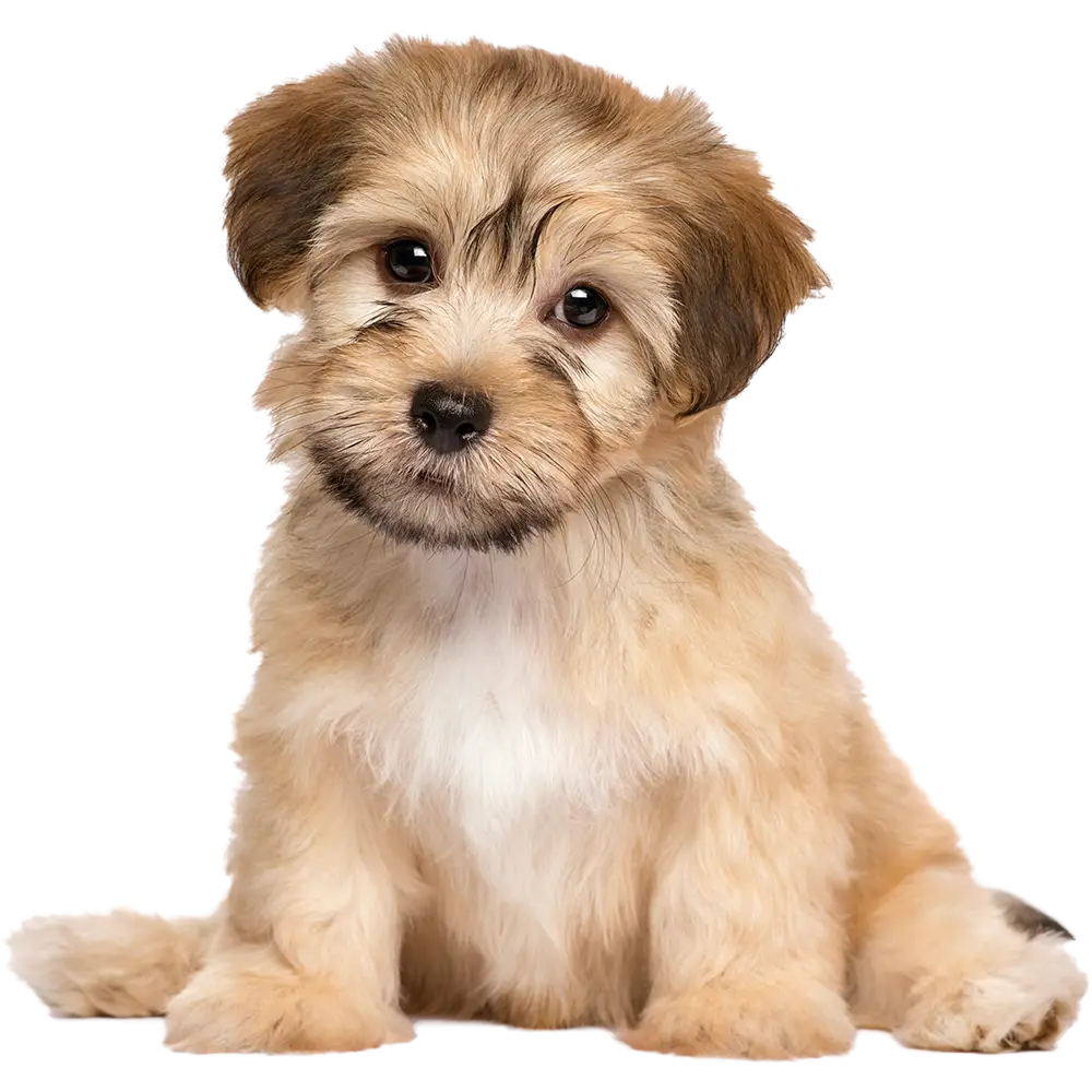 Cute Puppy Sitting