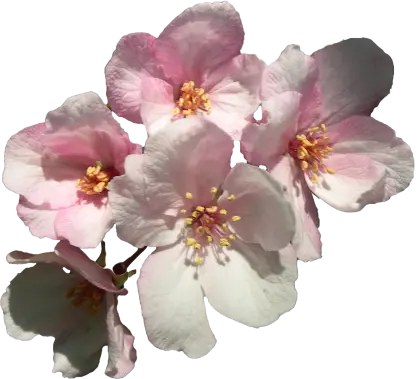 Pink Flowers in Bloom