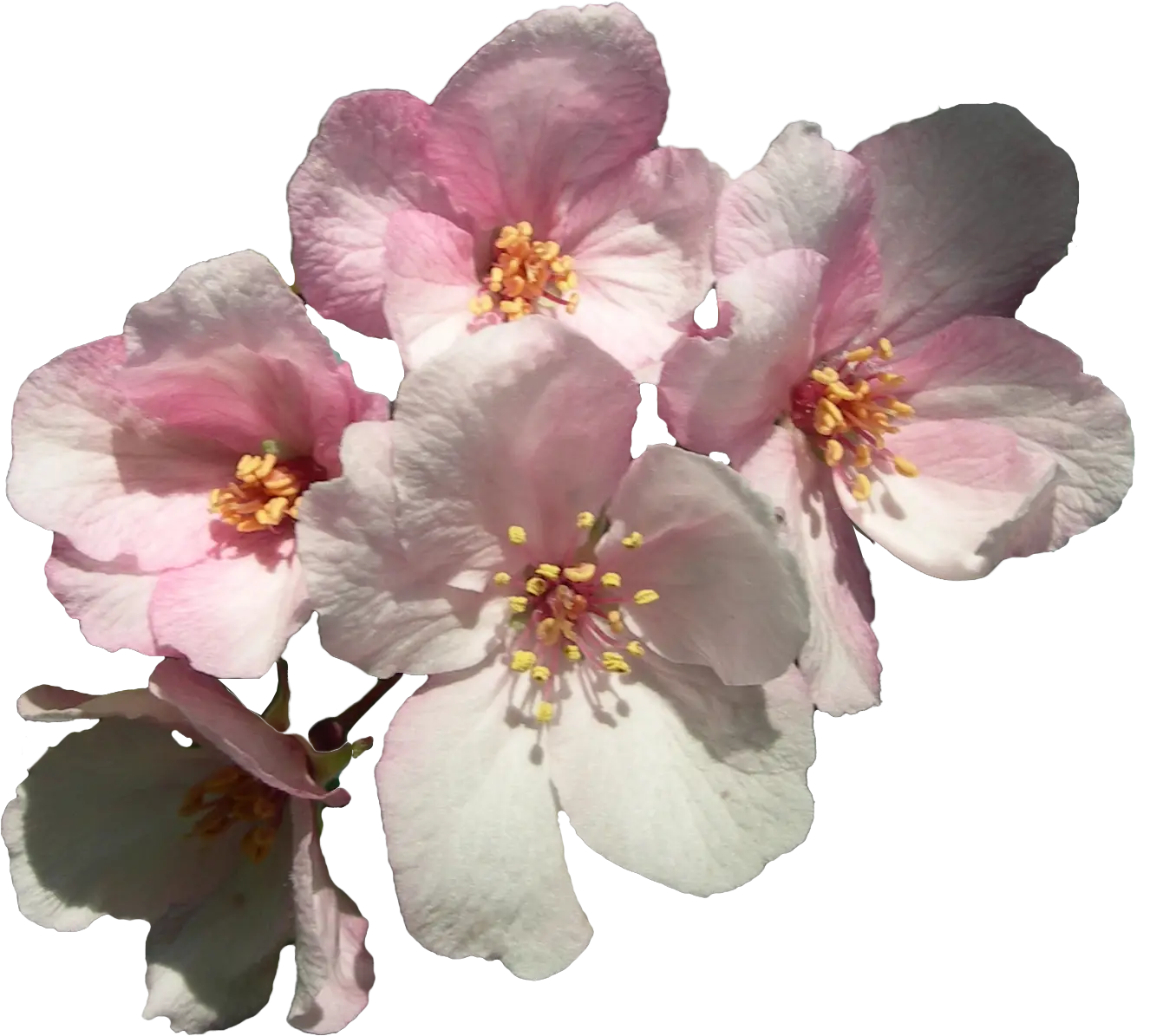 Pink Flowers in Bloom