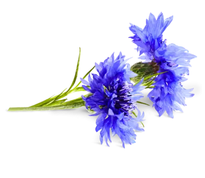 Beautiful Blue Flowers