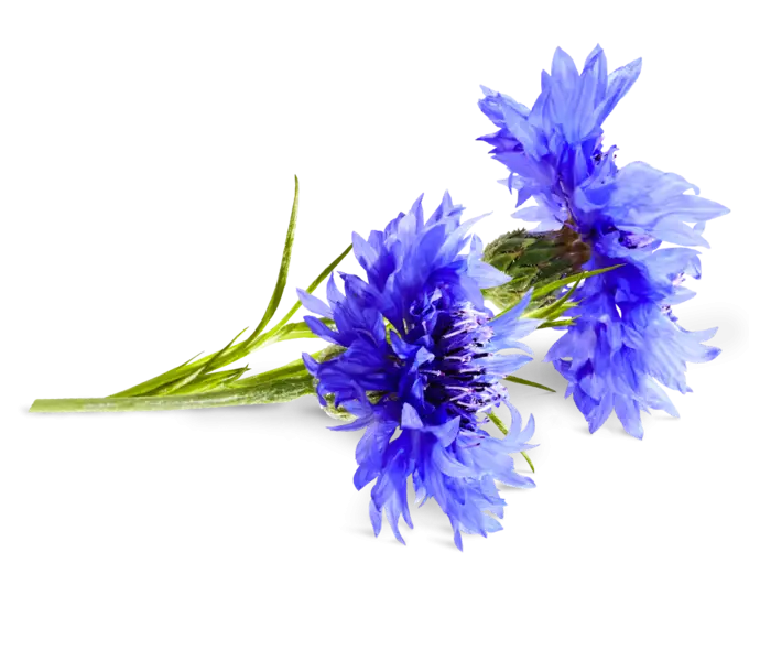 Beautiful Blue Flowers