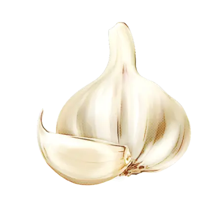 Fresh Garlic Bulb with Clove