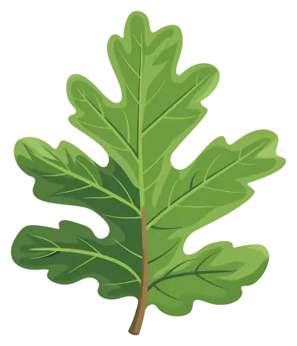 Illustration of a Green Oak Leaf