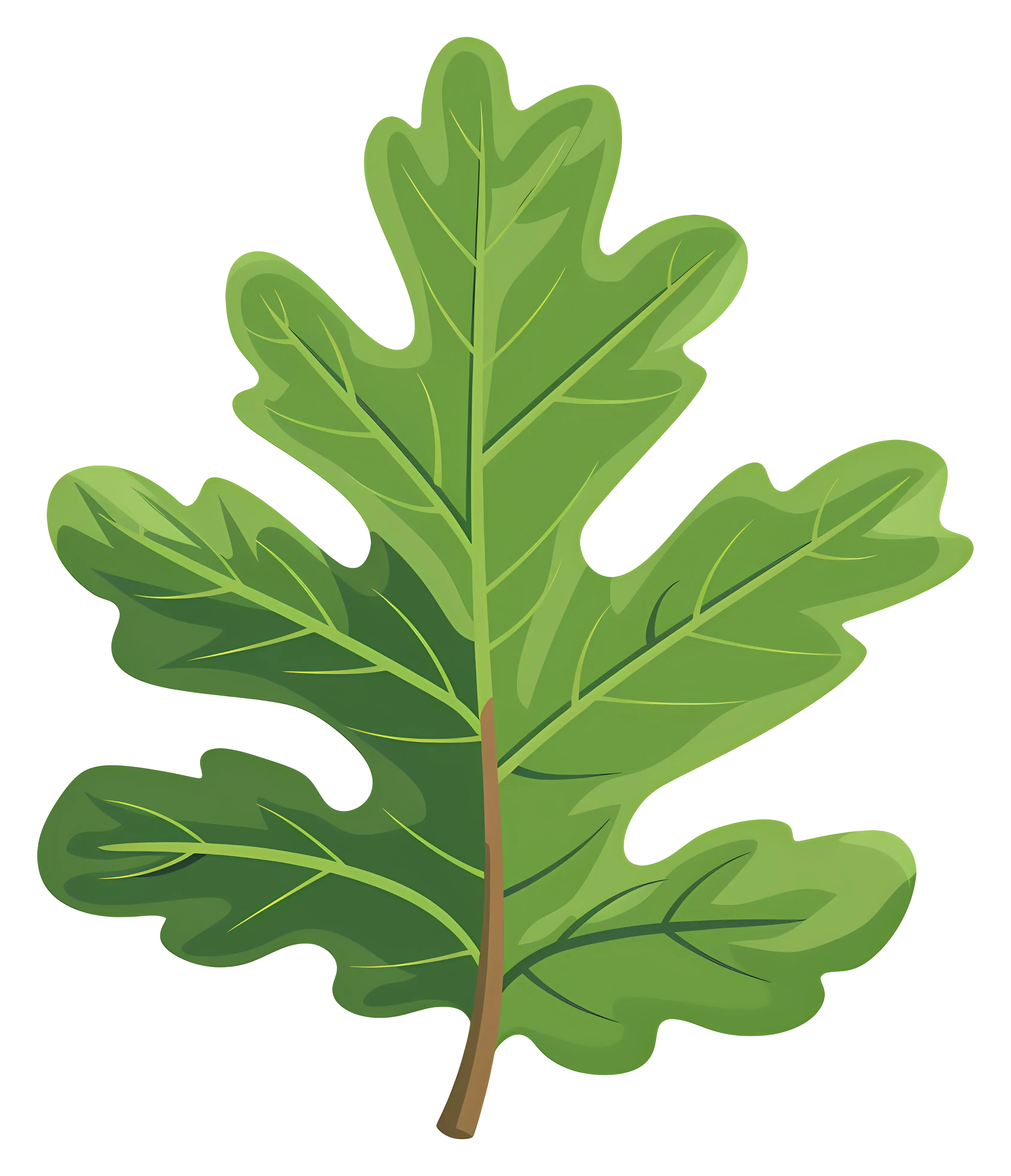 Illustration of a Green Oak Leaf