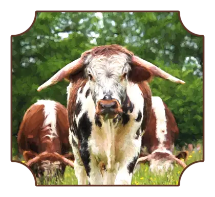 Cow in a Field