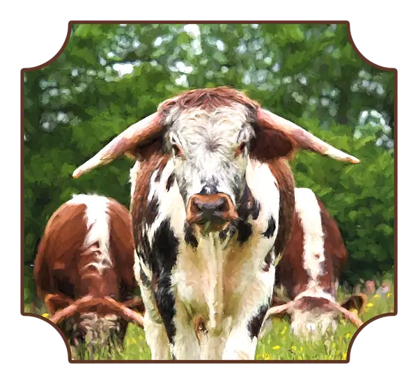 Cow in a Field