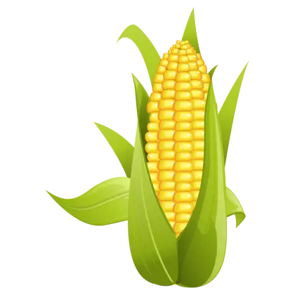 Fresh Yellow Corn on the Cob with Green Leaves