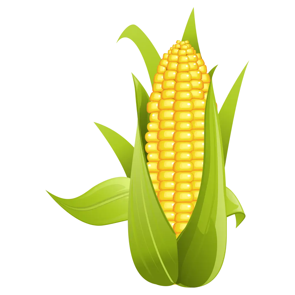Fresh Yellow Corn on the Cob with Green Leaves