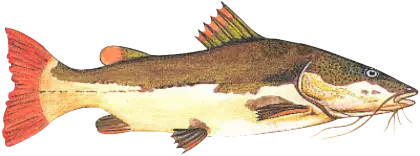 Illustration of a Fish