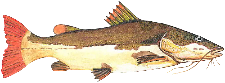 Illustration of a Fish
