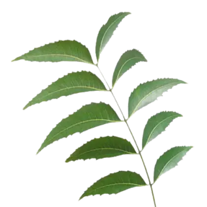 Bright Green Botanical Leaf Illustration