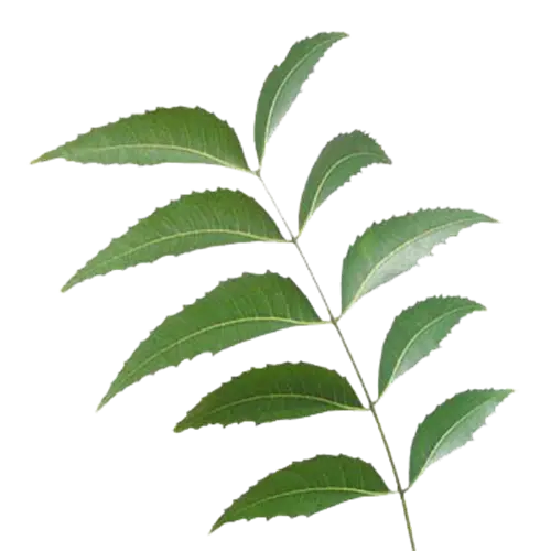 Bright Green Botanical Leaf Illustration