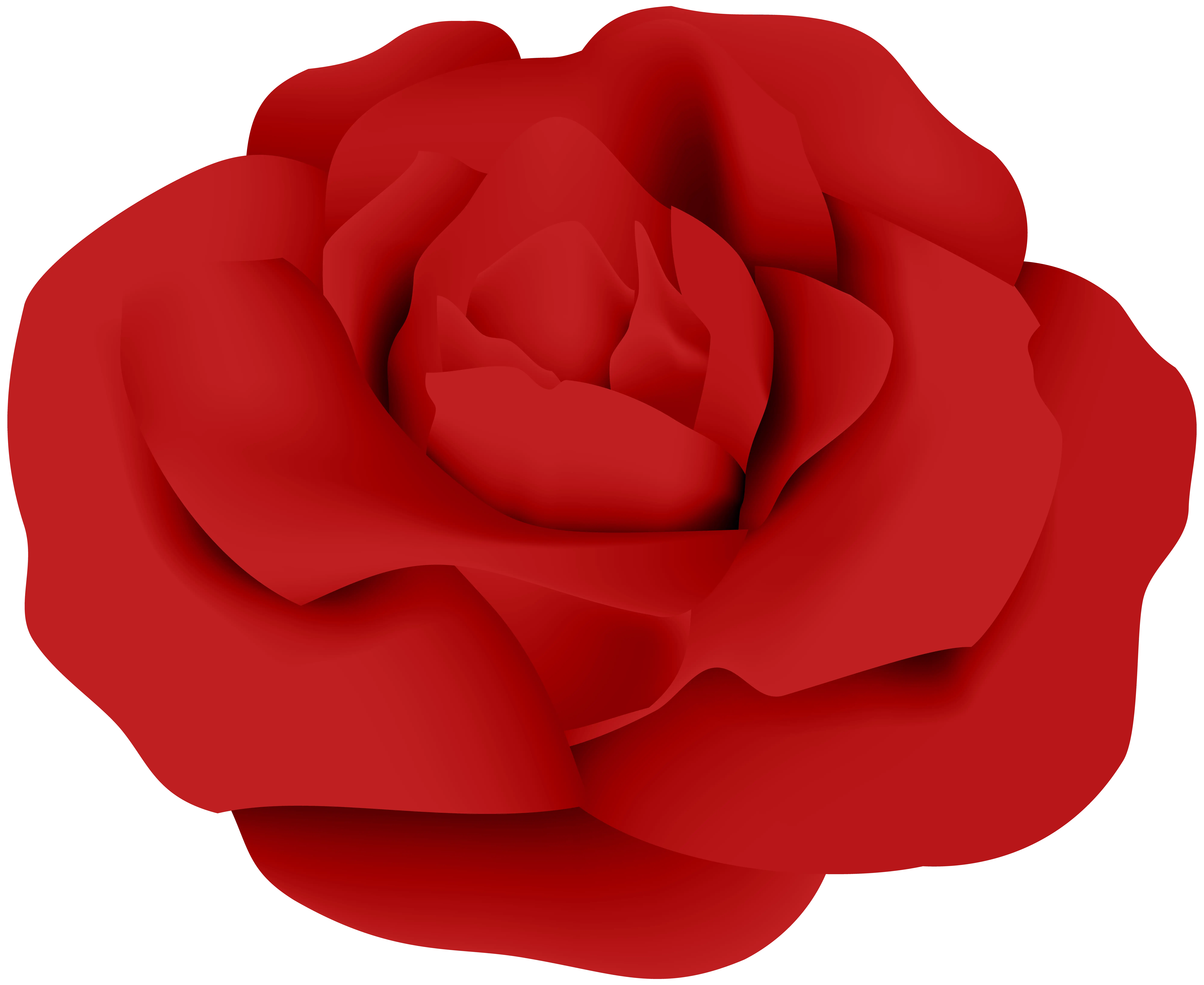 Vibrant Red Rose Flower in Full Bloom