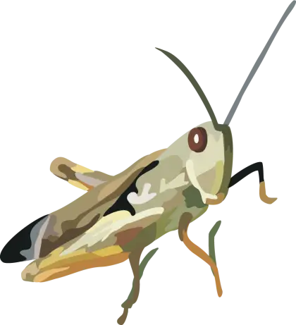 Grasshopper Illustration
