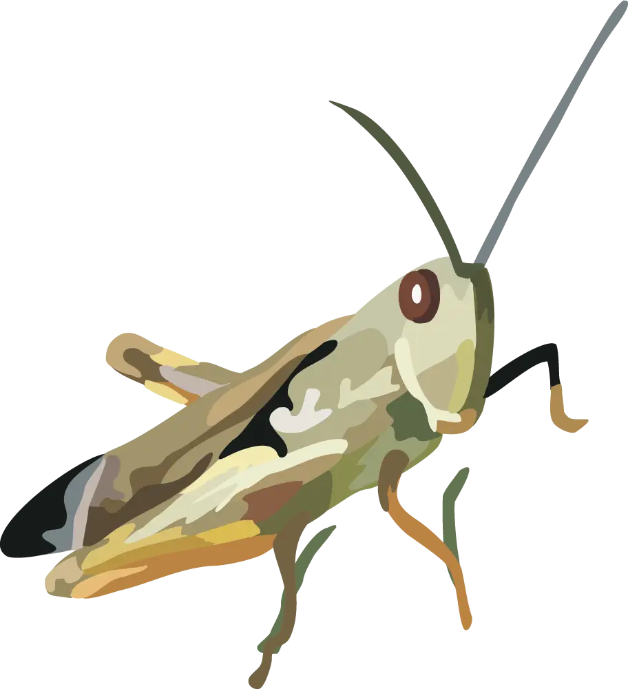 Grasshopper Illustration