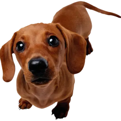 Brown Dachshund Dog Looking Curious