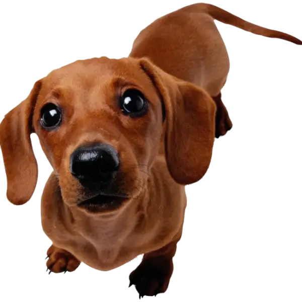 Brown Dachshund Dog Looking Curious