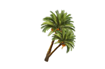 Tropical Palm Trees Illustration