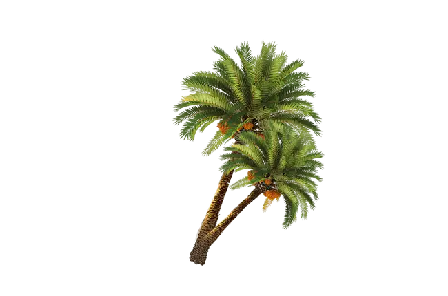 Tropical Palm Trees Illustration