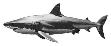 Realistic Shark Illustration
