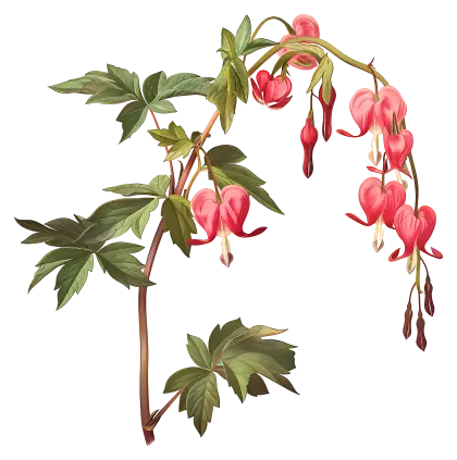 Bleeding Heart Flower Botanical Artwork