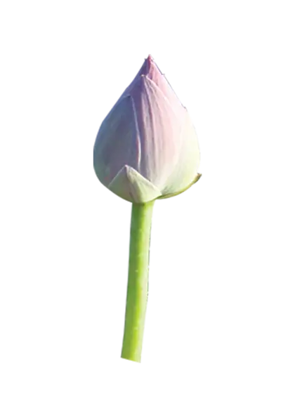 Pink Lotus Bud Flower