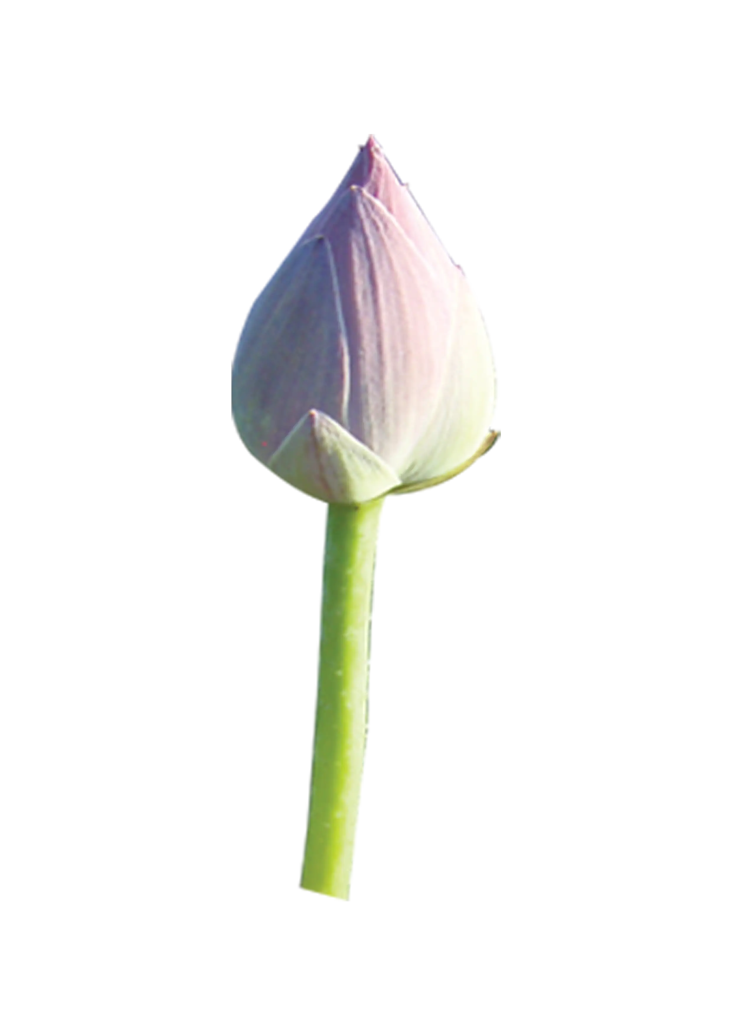 Pink Lotus Bud Flower