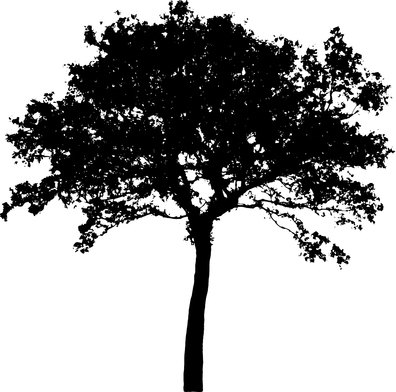 Black Silhouette of a Tree Illustration