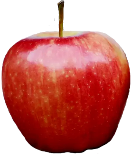 Fresh Red Apple Illustration