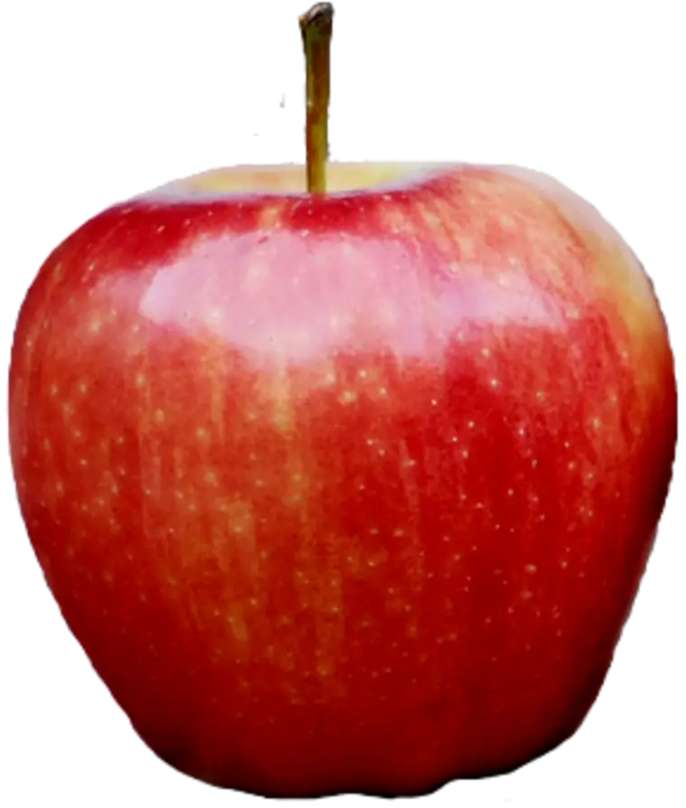 Fresh Red Apple Illustration
