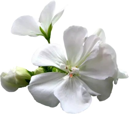 Beautiful White Geranium Flower