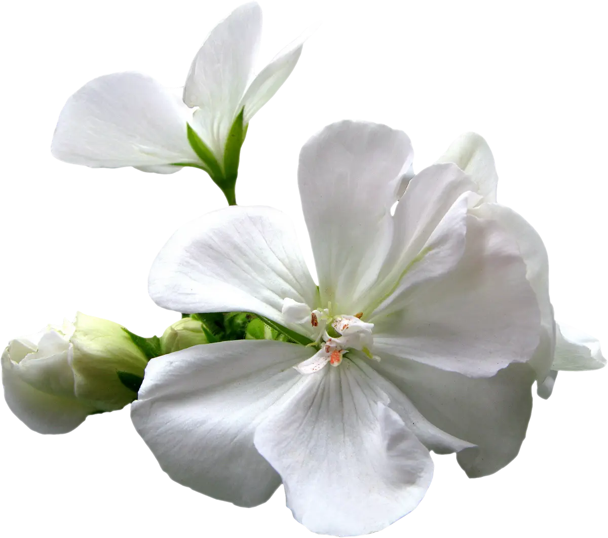 Beautiful White Geranium Flower