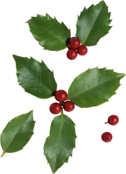 Holly Leaves and Berries for Christmas