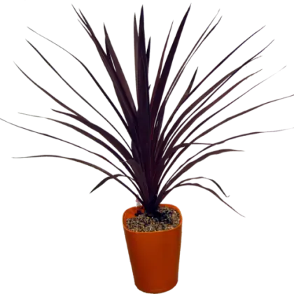 Potted Plant with Dark Leaves in Orange Pot