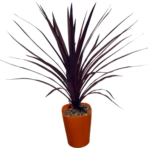 Potted Plant with Dark Leaves in Orange Pot