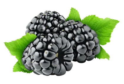 Blackberry Cluster with Fresh Green Leaves