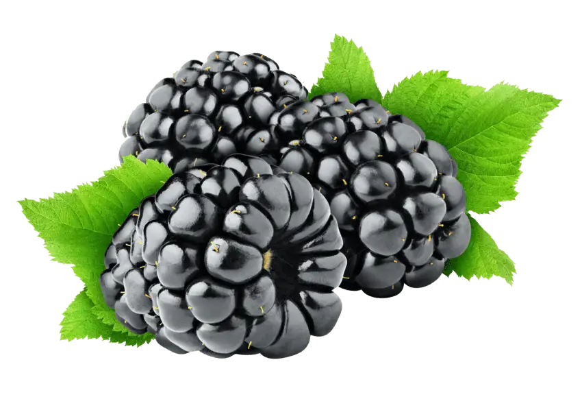 Blackberry Cluster with Fresh Green Leaves