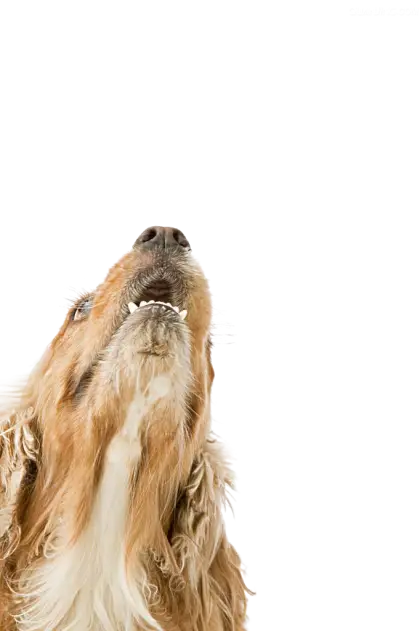 Brown Dog Looking Up