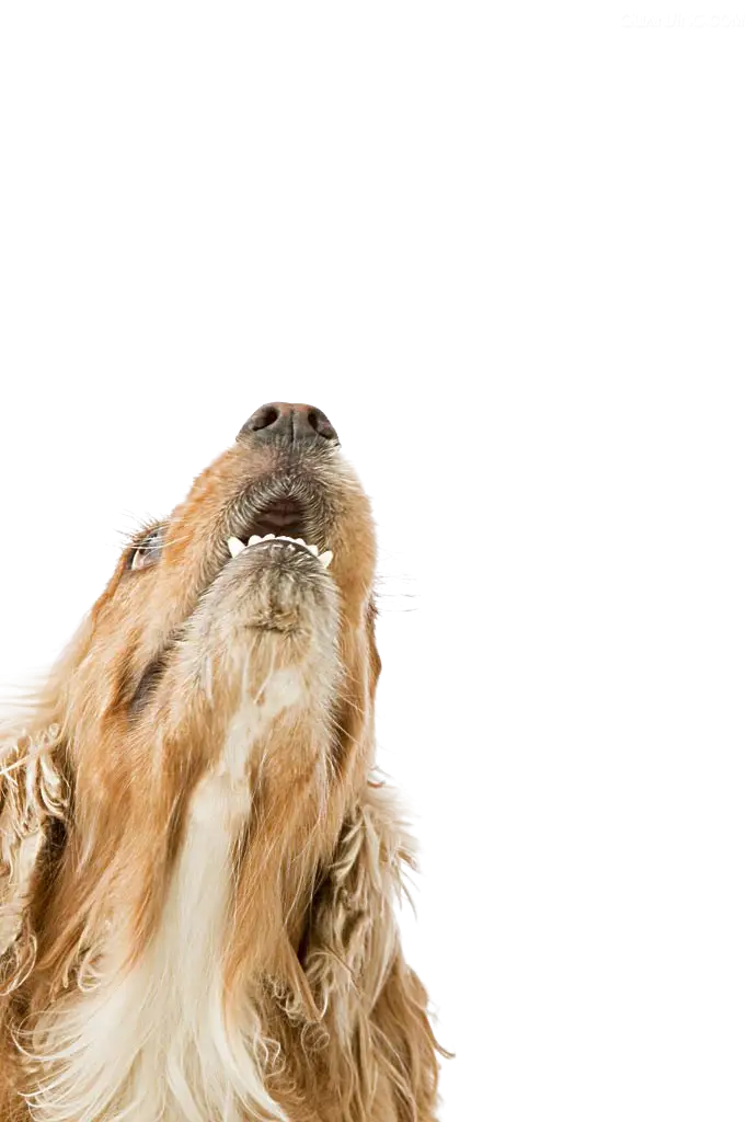 Brown Dog Looking Up