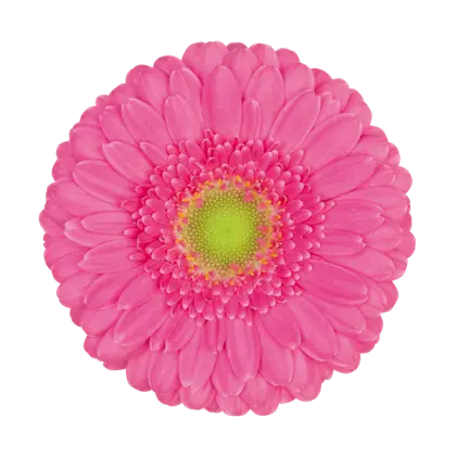 Pink Gerbera Daisy Flower